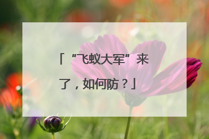 “飞蚁大军”来了，如何防？
