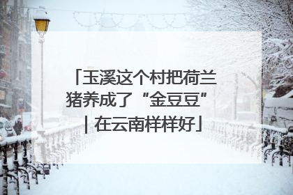 玉溪这个村把荷兰猪养成了“金豆豆”｜在云南样样好