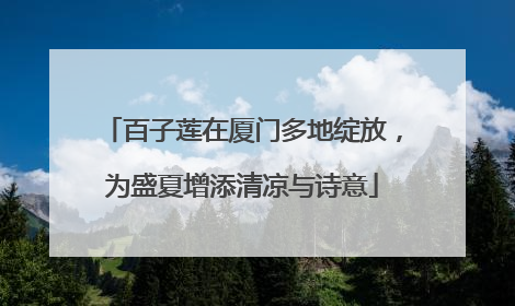 百子莲在厦门多地绽放，为盛夏增添清凉与诗意