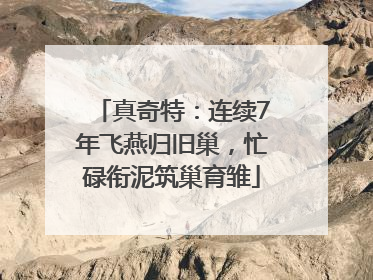 真奇特：连续7年飞燕归旧巢，忙碌衔泥筑巢育雏