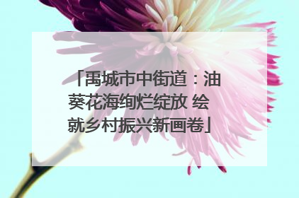 禹城市中街道：油葵花海绚烂绽放 绘就乡村振兴新画卷