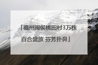 福州闽侯桃田村3万株百合盛放 芬芳扑鼻