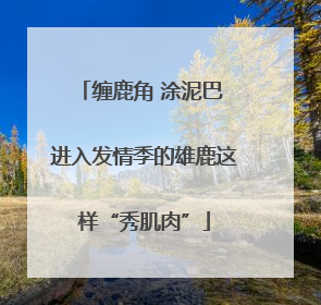 缠鹿角 涂泥巴 进入发情季的雄鹿这样“秀肌肉”
