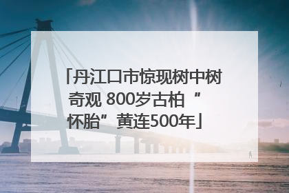 丹江口市惊现树中树奇观 800岁古柏“怀胎”黄连500年
