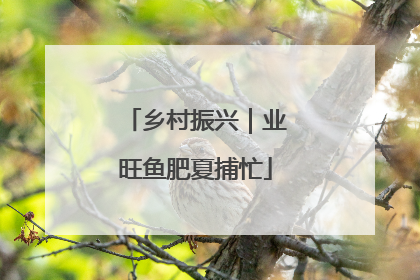 乡村振兴｜业旺鱼肥夏捕忙