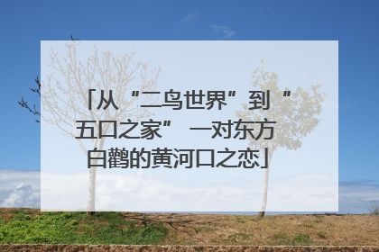 从“二鸟世界”到“五口之家” 一对东方白鹳的黄河口之恋