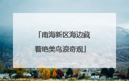 南海新区海边藏着绝美鸟浪奇观