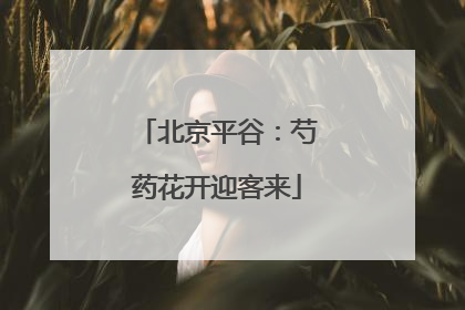 北京平谷：芍药花开迎客来