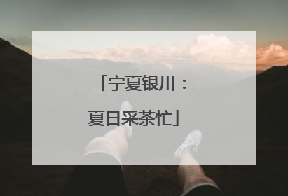 宁夏银川：夏日采茶忙
