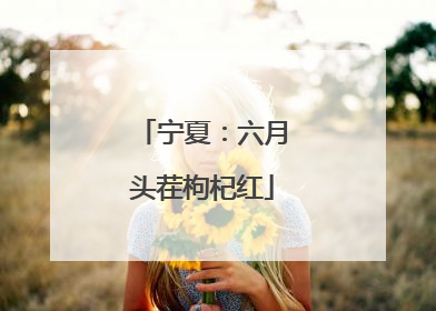 宁夏：六月头茬枸杞红
