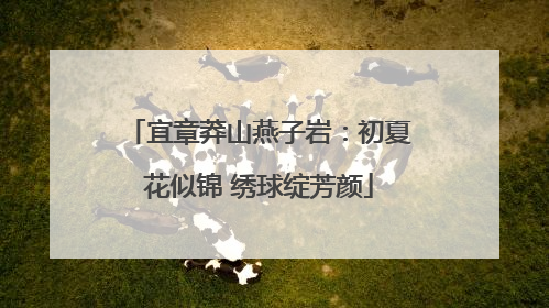 宜章莽山燕子岩：初夏花似锦 绣球绽芳颜