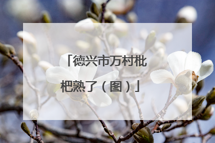 德兴市万村枇杷熟了（图）