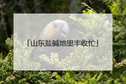 山东盐碱地里丰收忙
