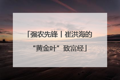 强农先锋丨崔洪海的“黄金叶”致富经