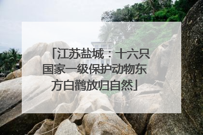 江苏盐城：十六只国家一级保护动物东方白鹳放归自然