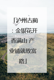 泸州古蔺：金银花开香满山 产业铺就致富路