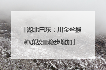 湖北巴东：川金丝猴种群数量稳步增加