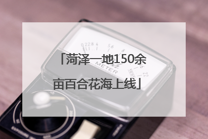 菏泽一地150余亩百合花海上线