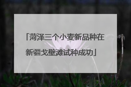 菏泽三个小麦新品种在新疆戈壁滩试种成功