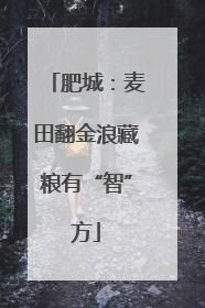肥城：麦田翻金浪藏粮有“智”方