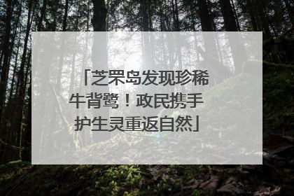 芝罘岛发现珍稀牛背鹭！政民携手护生灵重返自然