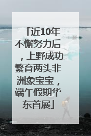 近10年不懈努力后，上野成功繁育两头非洲象宝宝，端午假期华东首展