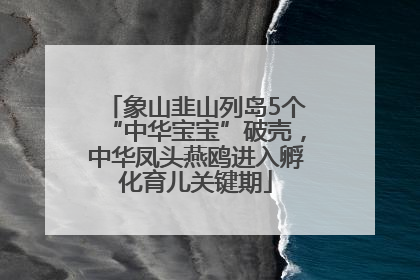 象山韭山列岛5个“中华宝宝”破壳，中华凤头燕鸥进入孵化育儿关键期