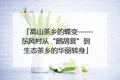 高山茶乡的蝶变——东风村从“鹧鸪营”到生态茶乡的华丽转身