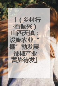 （乡村行·看振兴）山西天镇：设施农业“棚”勃发展 辣椒产业蓄势待发