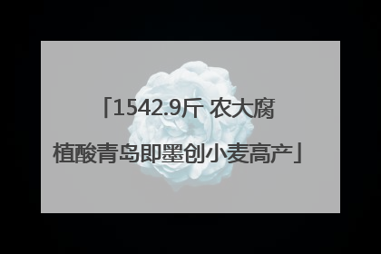 1542.9斤 农大腐植酸青岛即墨创小麦高产